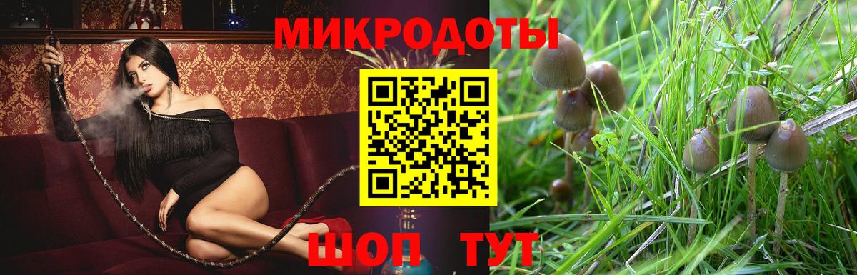 Псилоцибиновые грибы Psilocybe Тосно